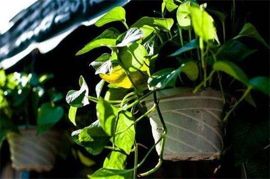 大叶绿萝叶子发黄如何办