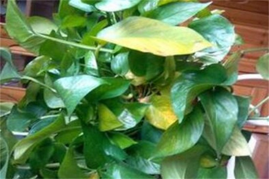 大叶绿萝叶子发黄如何办