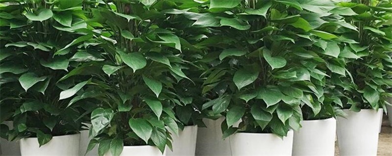 大绿萝如何修剪