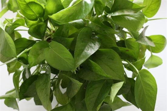 大绿萝如何修剪