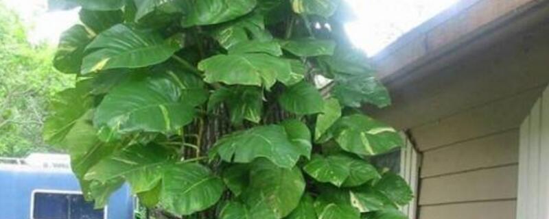 大叶绿萝的养殖办法和留意事项