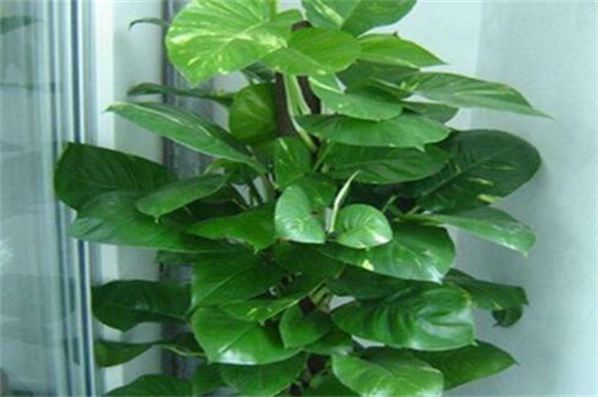 大叶绿萝的养殖办法和留意事项