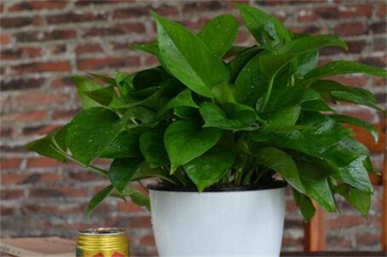 大叶绿萝的养殖办法和留意事项