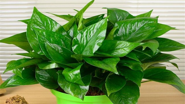 大叶绿萝如何插杆