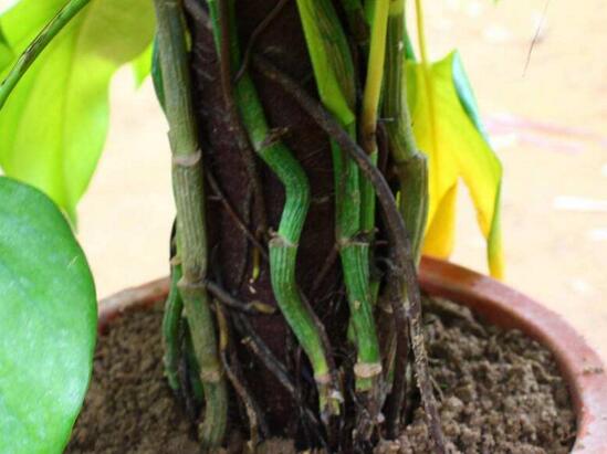 大叶绿萝如何插杆图解，从扦插到生根只需五步