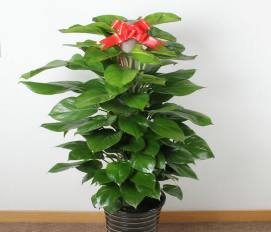 大叶绿萝为何要柱子，什么可以代替绿萝棕柱