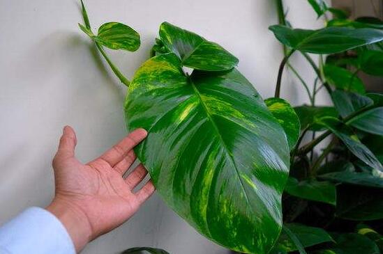 大叶绿萝叶子发黄如何办,4个处理办法让大叶绿萝长的郁郁葱葱