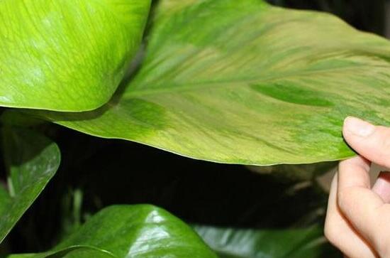 大叶绿萝叶子发黄如何办,4个处理办法让大叶绿萝长的郁郁葱葱