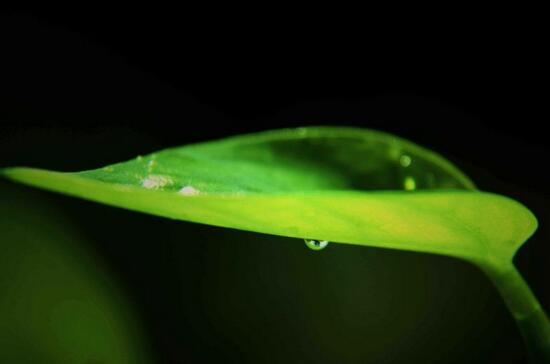 大叶绿萝叶子发黄如何办,4个处理办法让大叶绿萝长的郁郁葱葱