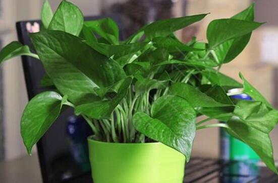 大叶绿萝叶子发黄如何办,4个处理办法让大叶绿萝长的郁郁葱葱