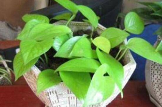 大叶绿萝叶子发黄如何办,4个处理办法让大叶绿萝长的郁郁葱葱
