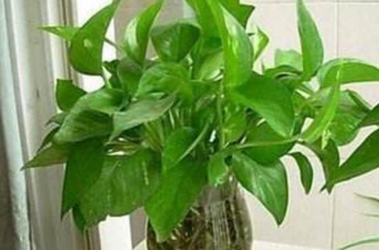 大叶绿萝叶子发黄如何办,4个处理办法让大叶绿萝长的郁郁葱葱