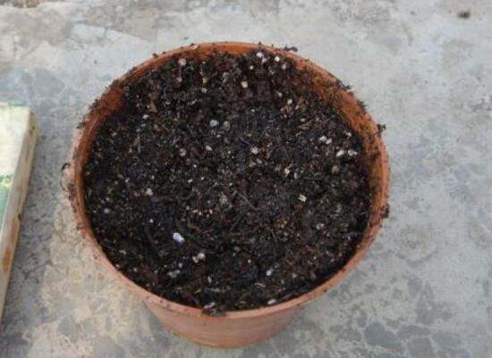 大叶绿萝扦插步骤图解，4个步骤教你扦插大叶绿萝