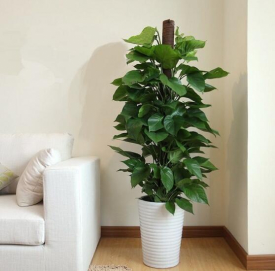 大叶绿萝的养殖办法和留意事项：积水容易滋生蚊虫