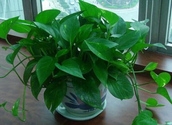 大叶绿萝的养殖办法和留意事项：积水容易滋生蚊虫
