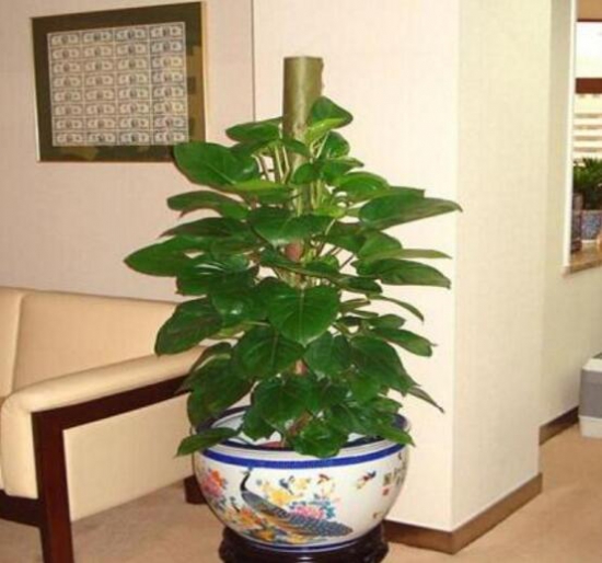 大叶绿萝的养殖办法和留意事项：积水容易滋生蚊虫