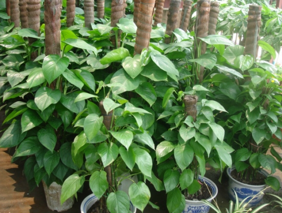 大叶绿萝的养殖办法和留意事项：积水容易滋生蚊虫