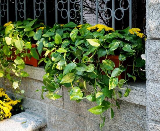 大叶绿萝的养殖办法和留意事项：积水容易滋生蚊虫