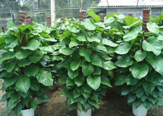 大叶绿萝的养殖办法和留意事项：积水容易滋生蚊虫