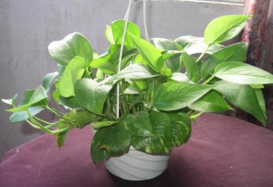 大叶绿萝的养殖办法和留意事项：积水容易滋生蚊虫