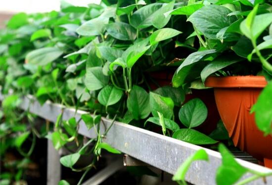 大叶绿萝的养殖办法和留意事项：积水容易滋生蚊虫