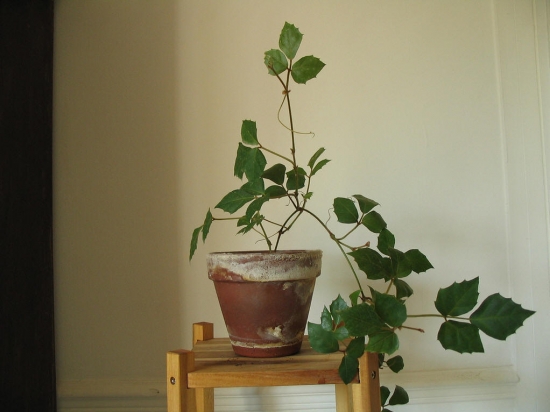 菱叶粉藤养护需留意些什么