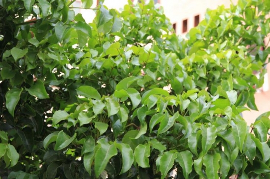 垂叶榕的养殖办法：生长旺盛期应经常浇水