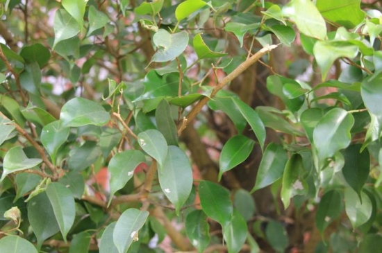 垂叶榕的养殖办法：生长旺盛期应经常浇水