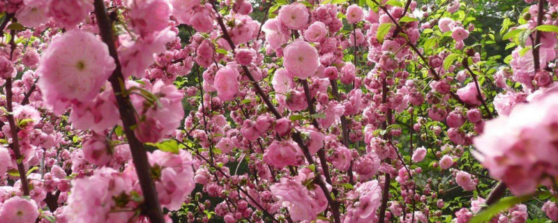 榆叶梅种子如何种