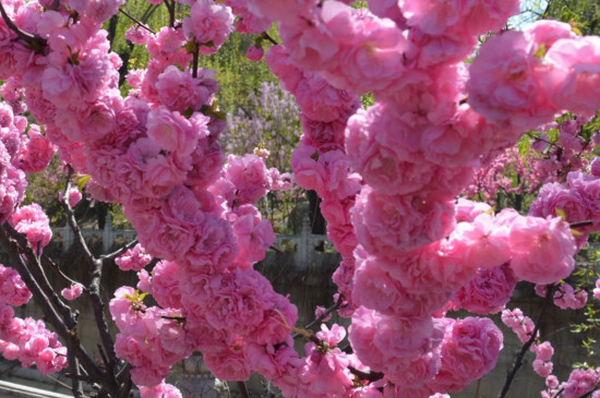 榆叶梅种子如何种