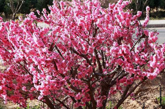 榆叶梅种子如何种