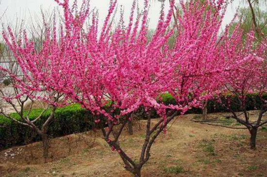 榆叶梅种子如何种