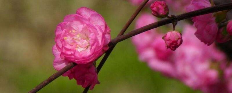 榆叶梅如何修剪