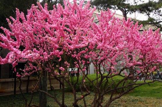 榆叶梅如何修剪