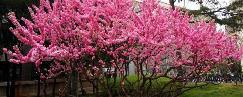 榆叶梅的养殖办法和留意事项