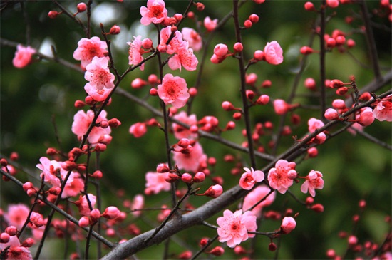 榆叶梅的养殖办法和留意事项