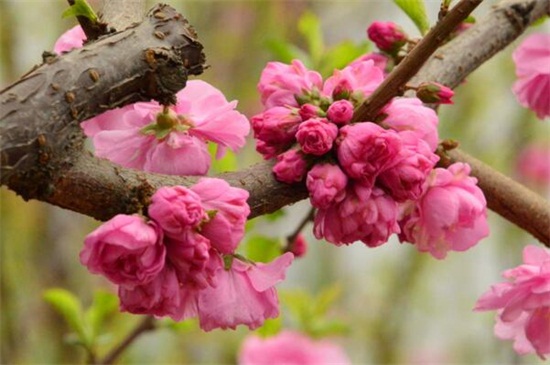 榆叶梅的养殖办法和留意事项
