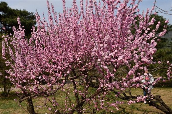 榆叶梅的养殖办法和留意事项