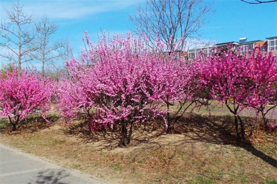 榆叶梅的养殖办法和留意事项