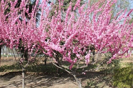 榆叶梅的养殖办法和留意事项