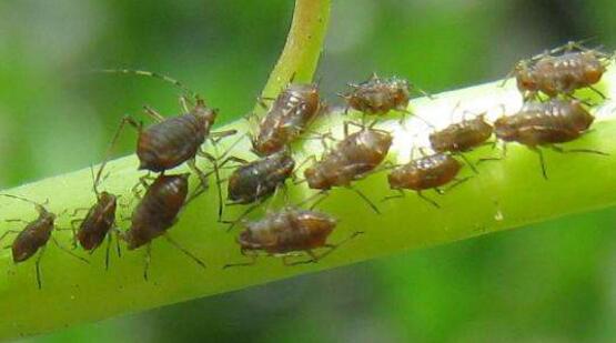 榆叶梅的虫害及预防和治疗办法，对症下药合理灭杀预防和治疗