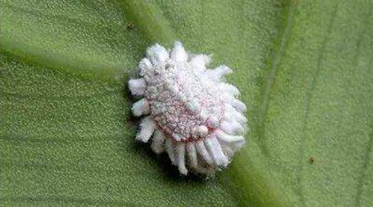 榆叶梅的虫害及预防和治疗办法，对症下药合理灭杀预防和治疗