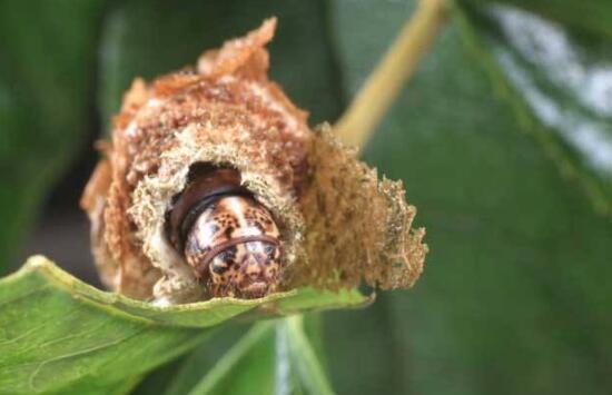 榆叶梅的虫害及预防和治疗办法，对症下药合理灭杀预防和治疗