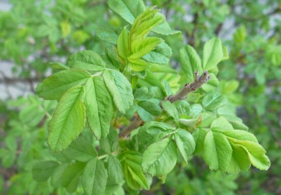 榆叶梅的虫害及预防和治疗办法，对症下药合理灭杀预防和治疗