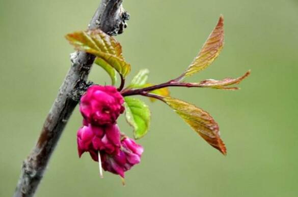 榆叶梅的虫害及预防和治疗办法，对症下药合理灭杀预防和治疗