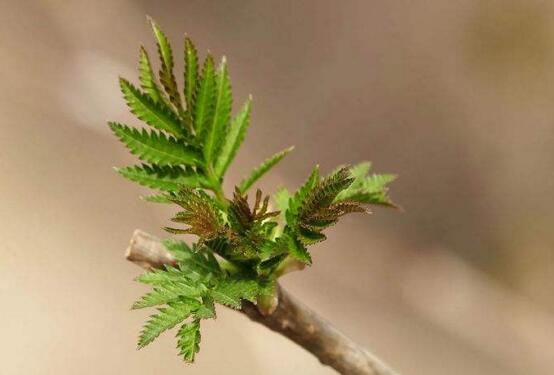 榆叶梅的虫害及预防和治疗办法，对症下药合理灭杀预防和治疗