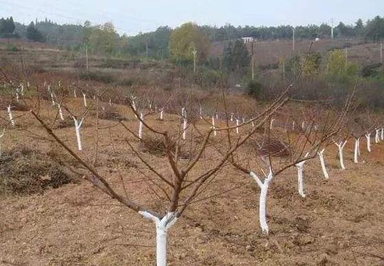 榆叶梅的虫害及预防和治疗办法，对症下药合理灭杀预防和治疗