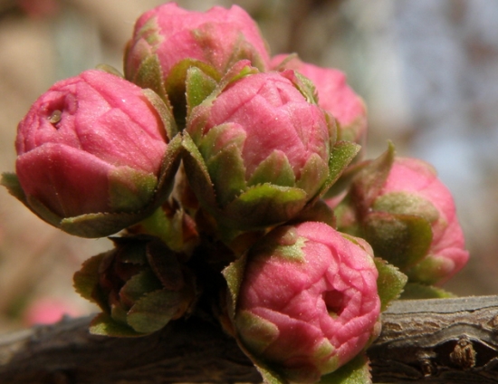 榆叶梅花期：花期为3-4月，可观赏期为10天左右