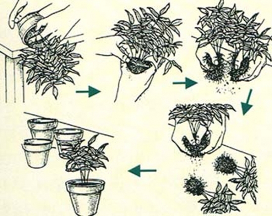 榆叶梅的繁殖：常见繁殖方式有分株繁殖和嫁接繁殖