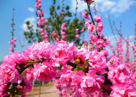 榆叶梅的价格：树干高度越高,冠幅越大价格就越贵